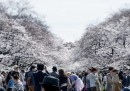 I ciliegi in fiore in Giappone – foto