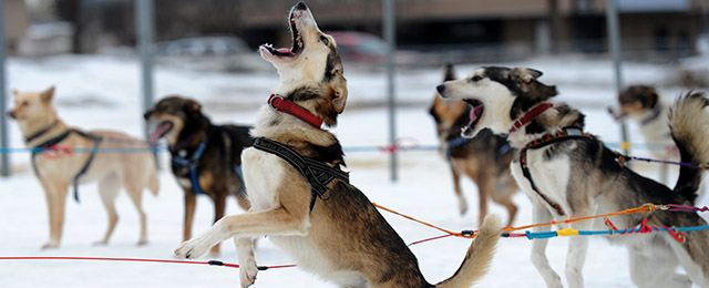 Saki is ready to go as Iditarod musher Michelle Phillips of Tagish, Yukon, takes her dogs out for a run on Friday, Feb. 28, 2014, at Tozier Track in Anchorage, Alaska. "We're just doing a little stretching-out run," she said. "They've been in the truck a long time." Several mushers visited the track Friday in preparation for Saturday's ceremonial start of the Iditarod Trail Sled Dog Race. (AP Photo/Anchorage Daily News, Erik Hill)