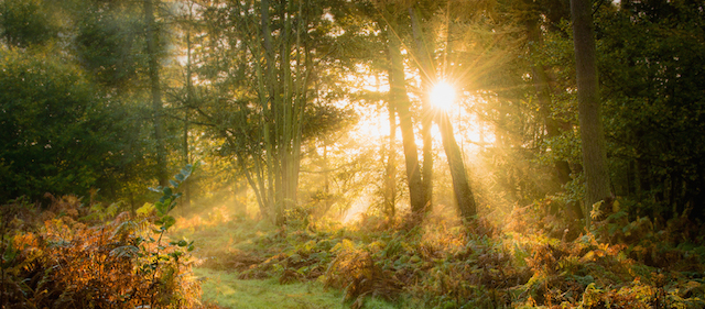 La luce del primo mattino, scattate nel bosco di Newlands Wood in Inghilterra, il 10 novembre 2013.
«I colori erano grandiosi, ma la profondità del bosco impediva al sole di penetrare troppo. Ho camminato verso est per avvicinarmi al confine del bosco e mi sono improvvisamente imbattuto in questa scena. Ho utilizzato i tronchi degli alberi per ridurre la forza dei raggi del sole ma alla fine ho preferito questo scatto, dopo che il sole si era spostato dietro il tronco». 
(Graham Colling)