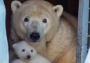 L'orso polare di tre mesi in Siberia - foto