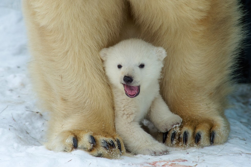 L’orso polare di tre mesi in Siberia foto Il Post