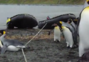 Pinguini che (non) scavalcano una corda