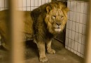 Lo zoo di Copenaghen ha ucciso 4 leoni