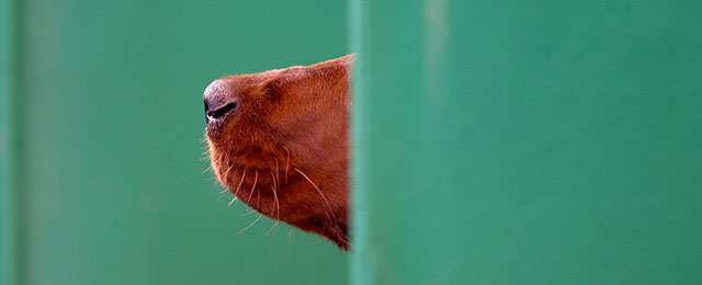Il muso di un setter rosso durante la mostra canina "Crufts" a Birmingham, Regno Unito (Matt Cardy/Getty Images)