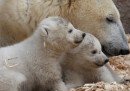 Le foto dei gemelli di orso polare allo zoo di Monaco