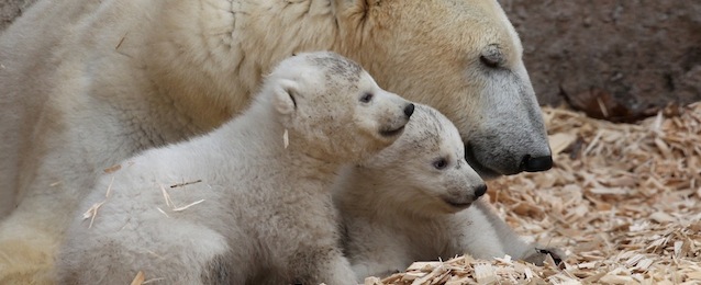 14 week-old twin polar bear babies xx with their mother Giovanna during their first presentation to the media in Hellabrunn zoo on March 19, 2014 in Munich, Germany. The male and female twins were born on December 9, 2013 in the zoo.