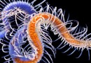 Vermi marini coloratissimi