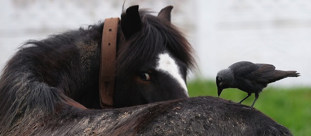 A bird sits on the back of a horse in Frumusita village, some 300km east of Bucharest, on April 6, 2014. AFP PHOTO / DANIEL MIHAILESCU (Photo credit should read DANIEL MIHAILESCU/AFP/Getty Images)