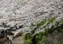 Le foto della fioritura dei ciliegi a Tokyo