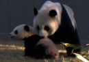 La prima volta all'aria aperta per il panda Bao Bao - video