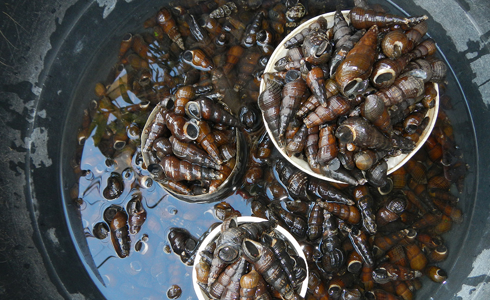 Qual è l'animale che uccide più persone? Il Post