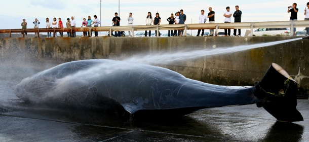 CHIBA, JAPAN - JUNE 21: Japanese Fishermen hose down a 9.95m Baird's Beaked whale at Wada Port on June 21, 2007 in Chiba, Japan. Under the coastal whaling program, Japan is only allowed to hunt a limited number of whales every year and Wadaura villages are permitted to hunt 26 whales during the season that begins June 20 and ends August 31. Japan has also threated to leave the International Whaling Commission (IWC) in the prospect to add humpback whales to it's annual cull. (Photo by Koichi Kamoshida/Getty Images)