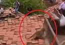 Il video della fuga (e dell'attacco) di un leopardo in India