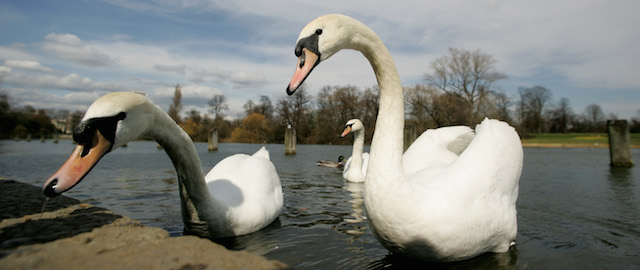 Two mute swans in the Serpentine lake in London Thursday April 6, 2006, grab at some bread thrown by a tourist. Tests have confirmed a swan found dead in Scotland had the deadly H5N1 strain of bird flu, Britain's national farming union said Thursday. An announcement from the department was expected later Thursday, said a spokesman. The wild swan was discovered last Wednesday at a harbor in Cellardyke, Scotland more than 450 miles north of London. (AP Photo/Alastair Grant)