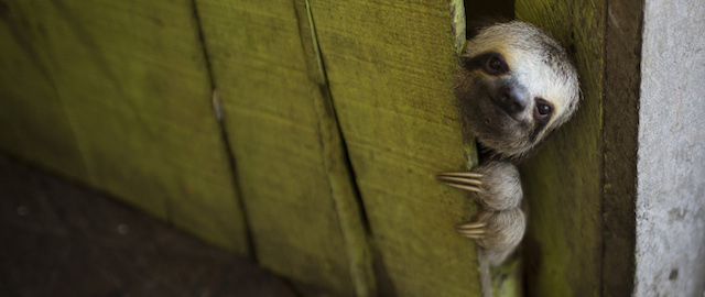 In this Tuesday, May 20, 2014 photo, a female baby sloth peeks out from behind a door on a floating house in the 'Lago do Janauari' near Manaus, Brazil. The sloth was captured by the owner of the floating house, who makes a living showing local fauna to visitors. In an an attempt to prevent any harm to the animals he says he only keeps each animal for a few weeks before returning it to it's natural habitat. (AP Photo/Felipe Dana)