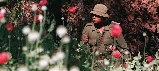 A Mexican soldier walks through a field of opium poppies, Thurday, Oct. 12, 1995 in Pueblo Viejo, Mexico, in the state of Guerrero. The army is conducting a massive anti-drug campaign in the Pacific coastal state. (AP Photo/David Hernandez)