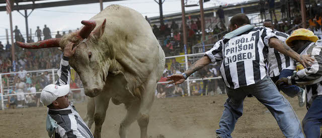 Un momento del rodeo, 26 aprile 2014. 
(AP Photo/Gerald Herbert)