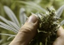 Come sarà legalizzata la marijuana in Uruguay?