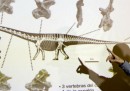 Il dinosauro più grande mai scoperto?