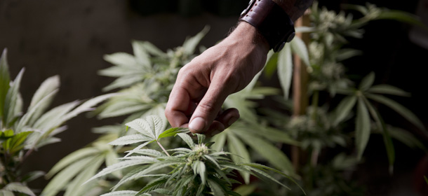 Marcelo Vazquez, a marijuana grower, checks the leaves of his marijuana plants for fungus, on the outskirts of Montevideo, Uruguay, Monday, Dec. 9, 2013. The Uruguayan Senate is expected to approve a law to legalize the production, distribution and sale of marijuana Tuesday. If approved, Uruguay would be the first country to regulate the marijuana market from production to retail. (AP Photo/Matilde Campodonico)