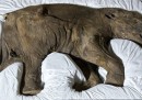 La storia del mammut Lyuba