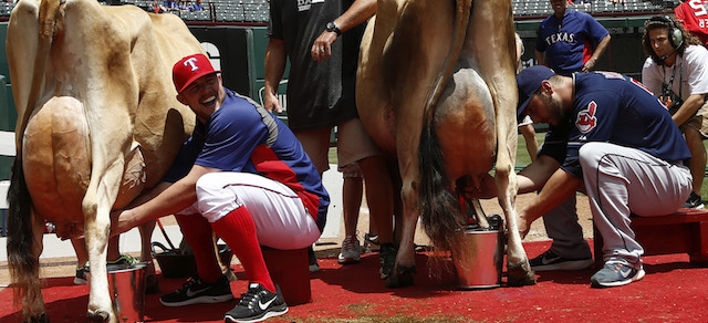 Robbie Ross dei Texas Rangers (sinistra) compete con George Kottaras dei Cleveland Indians in una gara di mungitura di mucche prima di una partita di baseball. Arlington, Texas, 7 giugno 2014.
(AP Photo/Jim Cowsert)