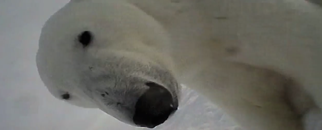 La vita di un orso polare dalla prospettiva di un orso polare