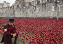 888.246 papaveri per ricordare i soldati morti nella Prima guerra mondiale