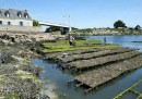 Gli allevamenti di ostriche a Ètel, in Francia – foto