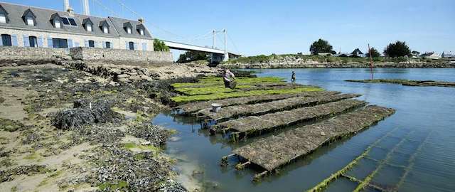 Gli allevamenti di ostriche a Ètel, in Francia – foto