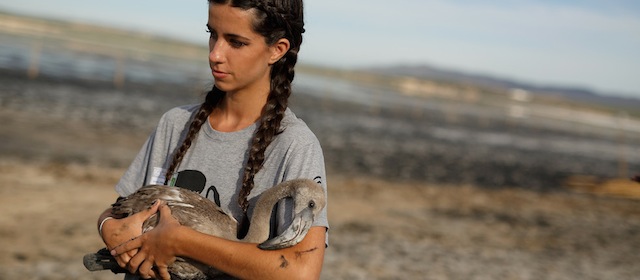 FUENTE DE PIEDRA, SPAIN - JULY 19: A volunteer holds a flamingo chick during a tagging operation in Fuente de Piedra lake on July 19, 2014 in Fuente de Piedra, Spain. Fuente de Piedra lagoon is a natural reserves with more than 170 different species recorded and one of the main breeding grounds for Flamingos in Iberian Peninsule. Hundreds of flamingo chicks are tagged and checked to record the evolution of the species. (Photo by Pablo Blazquez Dominguez/Getty Images)