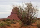 La lotta contro le tamerici in Arizona