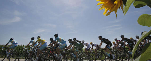 The pack with Italy's Vincenzo Nibali, wearing the overall leader's yellow jersey, passes a field with sunflowers during the thirteenth stage of the Tour de France cycling race over 197.5 kilometers (122.7 miles) with start in Saint-Etienne and finish in Chamrousse, France, Friday, July 18, 2014. (AP Photo/Christophe Ena)