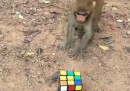 84 persone, una scimmia e un serpente per risolvere un cubo di Rubik