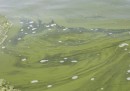 Le alghe tossiche del Lago Erie