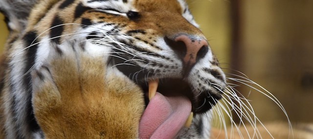 Una tigre siberiana nello zoo di Münster, nella Germania occidentale, 18 agosto 2014 
(PATRIK STOLLARZ/AFP/Getty Images)