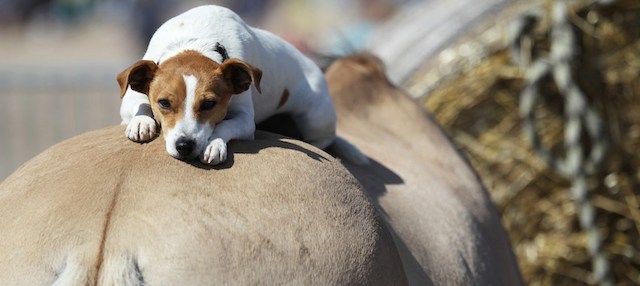 Un cane in groppa a un cavallo a Ouistreham, in Francia.
(CHARLY TRIBALLEAU/AFP/Getty Images)
