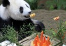 Le foto di Bao Bao, il panda dello zoo di Washington