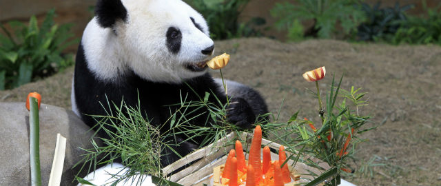 Le foto di Bao Bao, il panda dello zoo di Washington