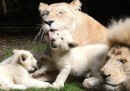 Una famiglia di leoni bianchi in Francia