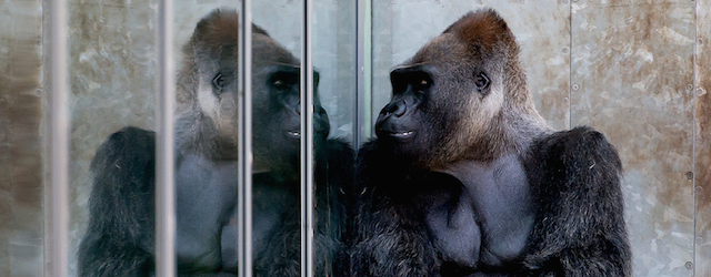 Un gorilla allo specchio nello zoo di Hellabrunn, a Monaco, nel sud della Germania. 
(AP Photo/dpa, Sven Hoppe)