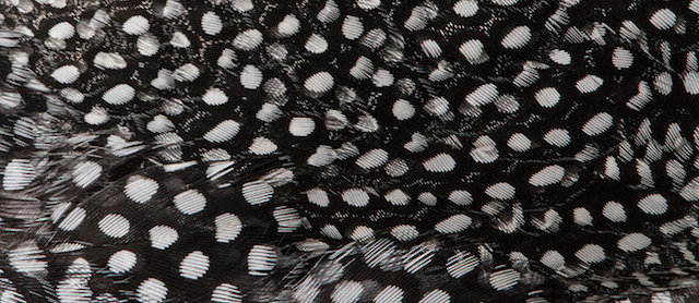 Animali bidimensionali