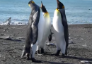 Cronaca pinguina