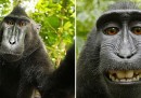 Se una scimmia fa una foto, di chi è la foto?