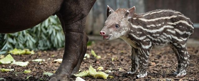 This undated photo issued by Chester Zoo shows tapir calf Zathras standing behind mother Jenny. Zathras was born on Monday, Aug. 4, 2014 after a gestation period of around 13 months and is the first male tapir to be born at the zoo for eight years. (AP Photo/PA, Chester Zoo, Steve Rawlins)UNITED KINGDOM OUT NO SALES NO ARCHIVE
