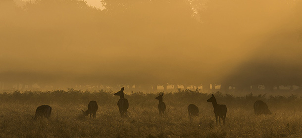 LONDON, ENGLAND - SEPTEMBER 23: Deer are seen through the morning mist in Richmond Park on September 23, 2014 in London, England. Tuesday marks the autumn equinox where day and night are of equal lengths. (Photo by Rob Stothard/Getty Images)