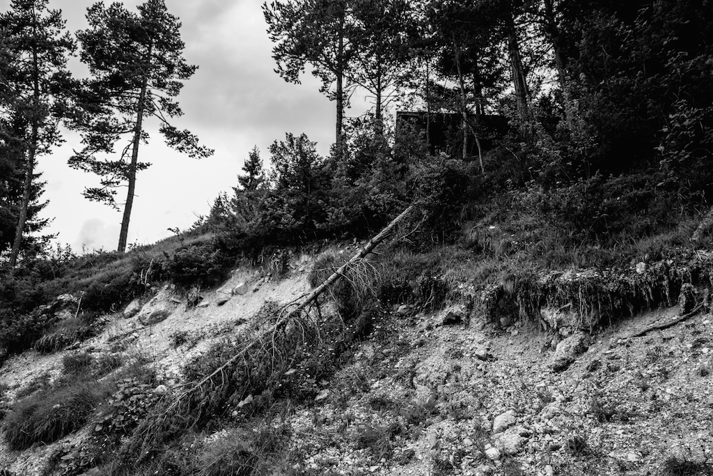 Quando cade un albero muore il mondo