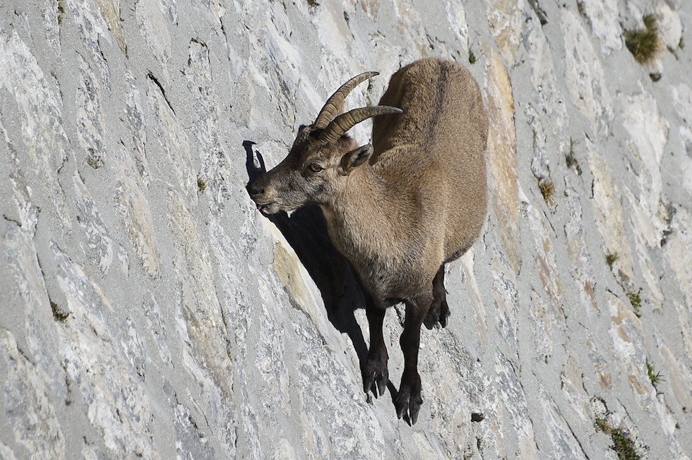 L’arrampicata degli stambecchi in Piemonte – foto - Il Post