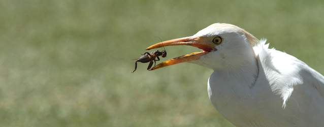 A white stork feasts on a cricket it caught on the pitch, during the cricket One Day International final between South Africa and Australia in Harare, Zimbabwe, Saturday, Sept. 6, 2014.(AP Photo/Tsvangirayi Mukwazhi)