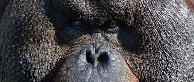 A young orangutan looks on at Moscow's zoo on September 12, 2014, in Moscow. From September 13 to 14, 2014, Moscow's zoo marks 150 years since its founding in 1864. AFP PHOTO / VASILY MAXIMOV (Photo credit should read VASILY MAXIMOV/AFP/Getty Images)